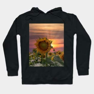 Breathtaking sunset over a sunflower field Hoodie